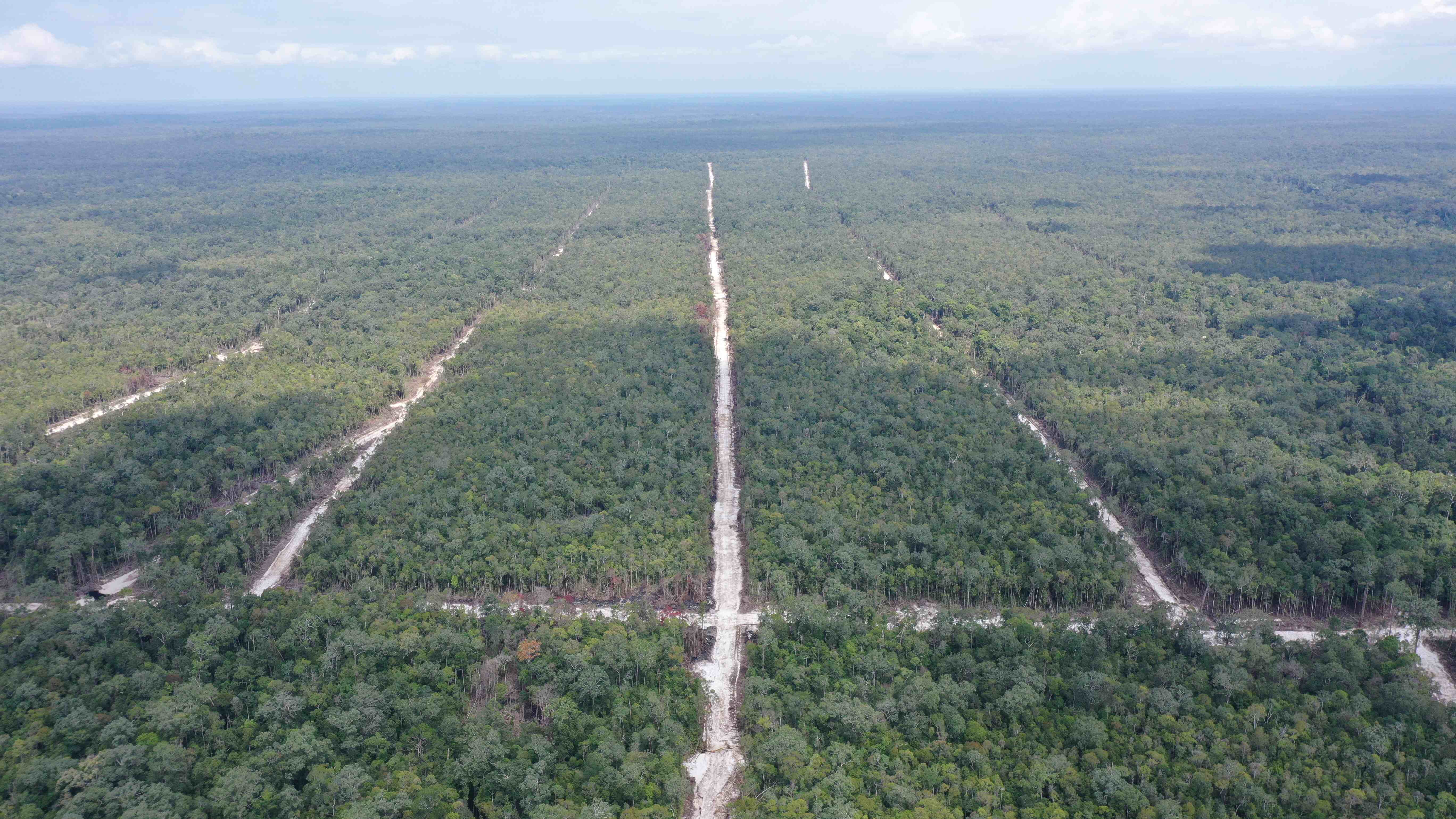 Orangutan habitat in Indonesian Borneo faces imminent threat of destruction