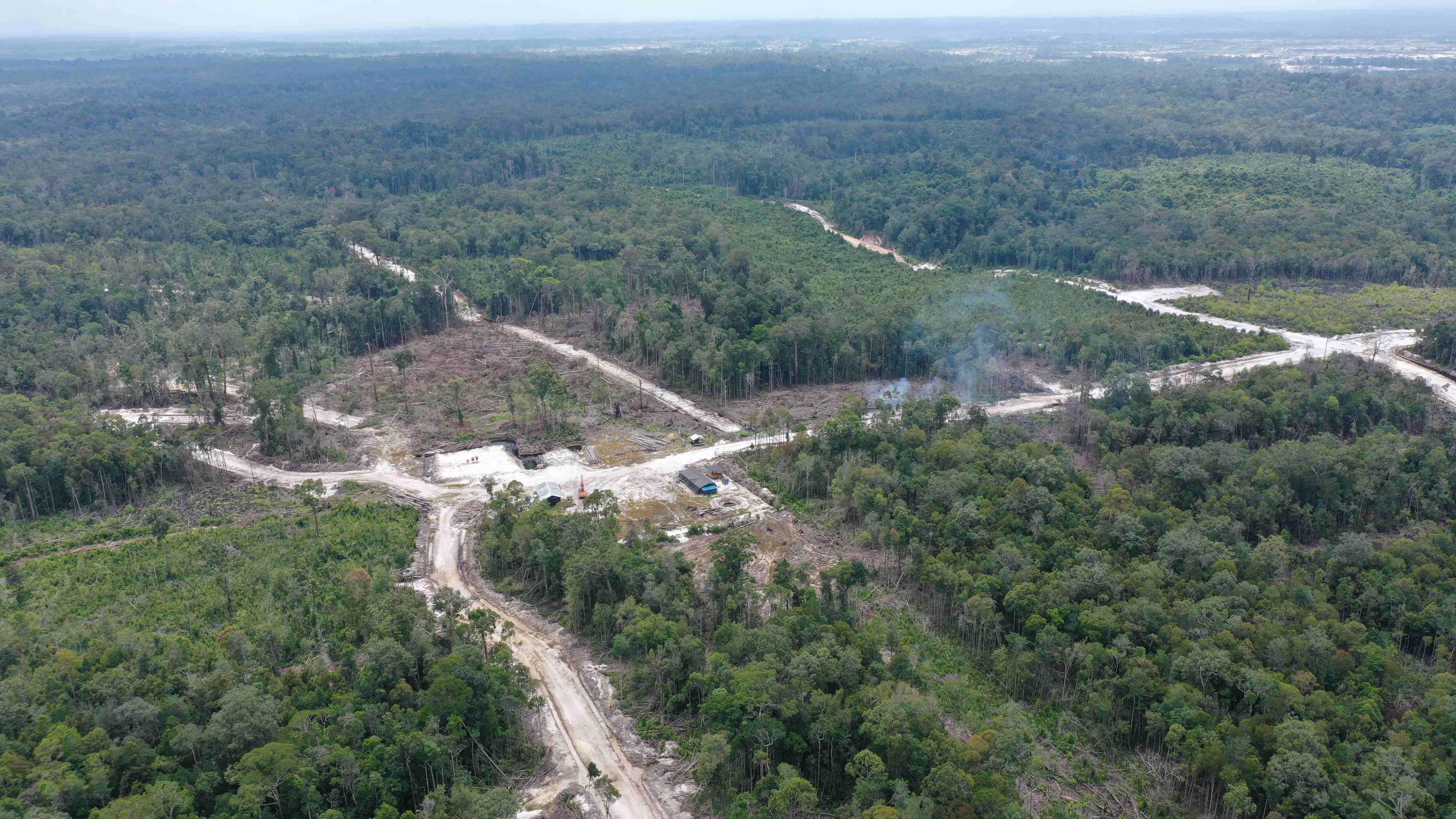 Orangutan habitat in Indonesian Borneo faces imminent threat of destruction